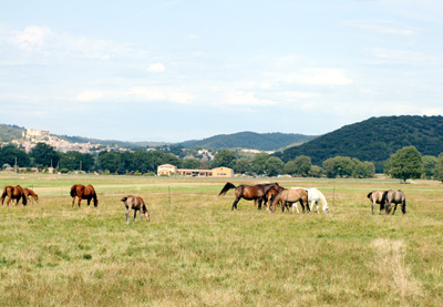 Chevaux